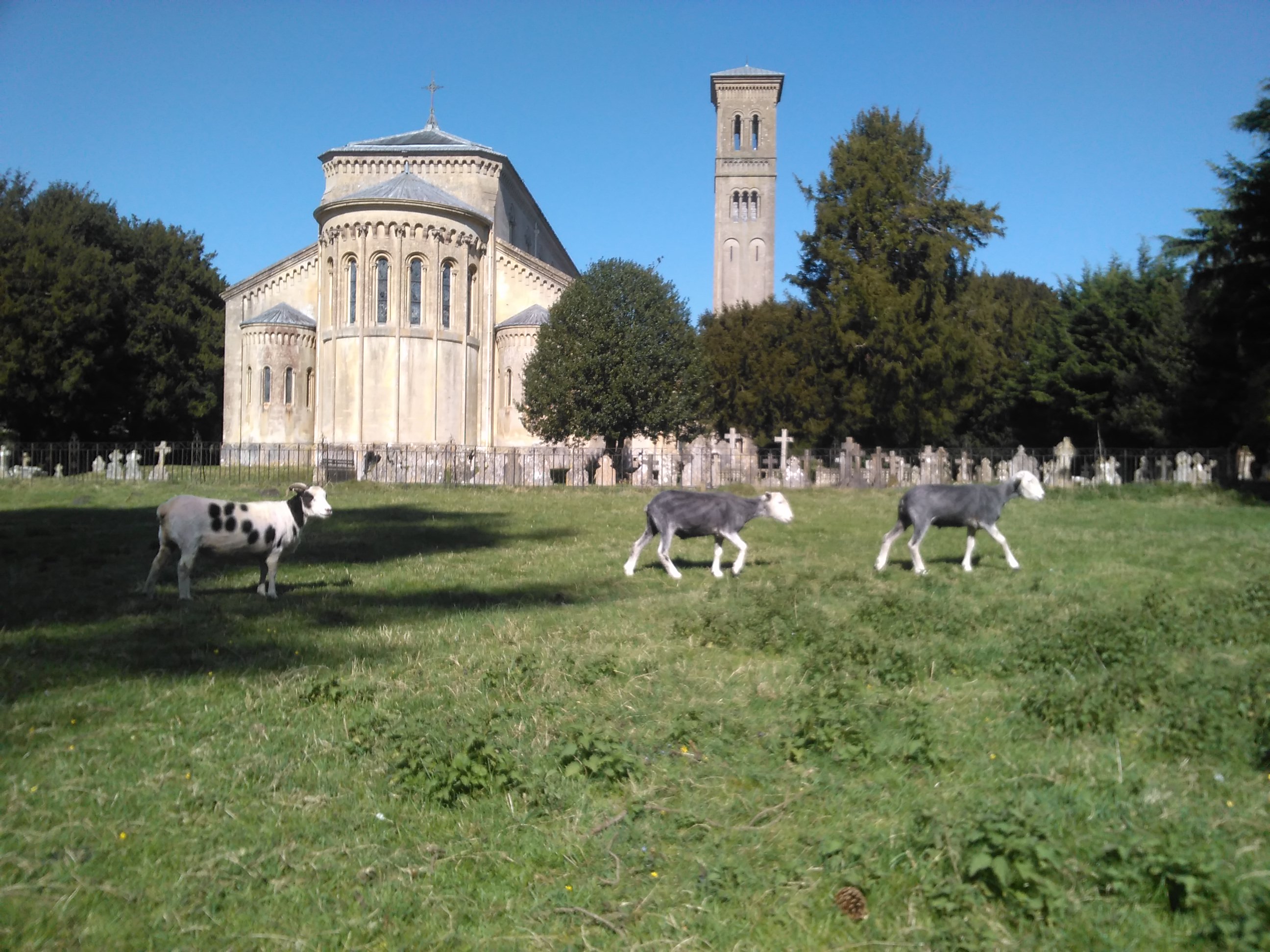 church sheep